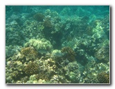 Mauna-Kea-Beach-Snorkeling-Kohala-Coast-Big-Island-Hawaii-075