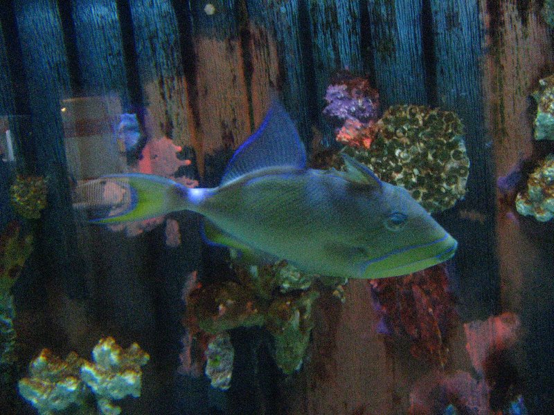 Mote-Marine-Aquarium-Sarasota-FL-011