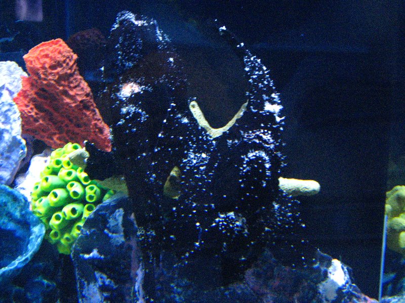 Mote-Marine-Aquarium-Sarasota-FL-014
