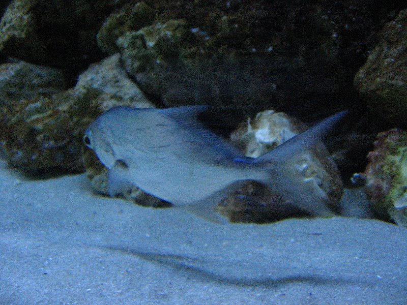 Mote-Marine-Aquarium-Sarasota-FL-019