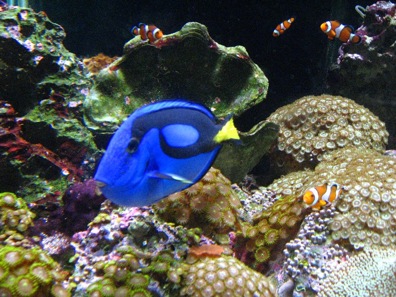 Mote-Marine-Aquarium-Sarasota-FL-024