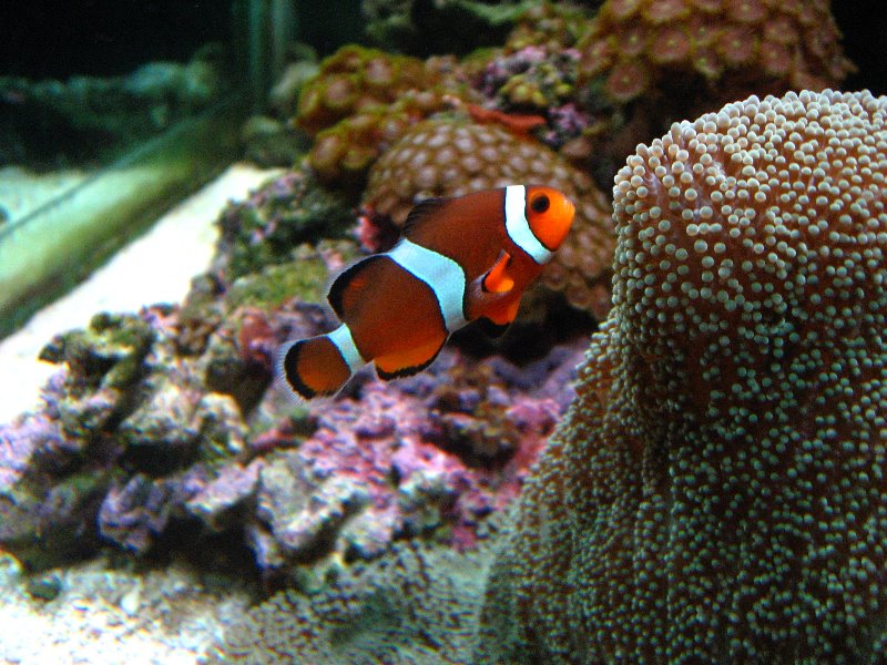Mote-Marine-Aquarium-Sarasota-FL-030
