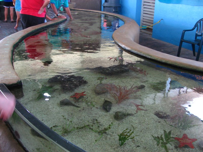Mote-Marine-Aquarium-Sarasota-FL-054