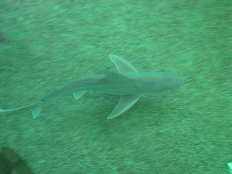 Mote-Marine-Aquarium-Sarasota-FL-061