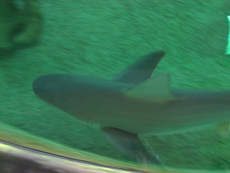 Mote-Marine-Aquarium-Sarasota-FL-062