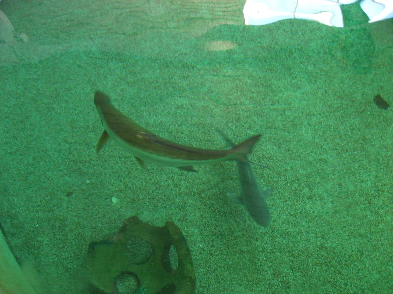 Mote-Marine-Aquarium-Sarasota-FL-064