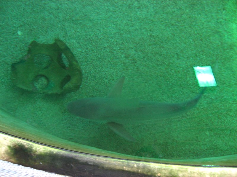 Mote-Marine-Aquarium-Sarasota-FL-065