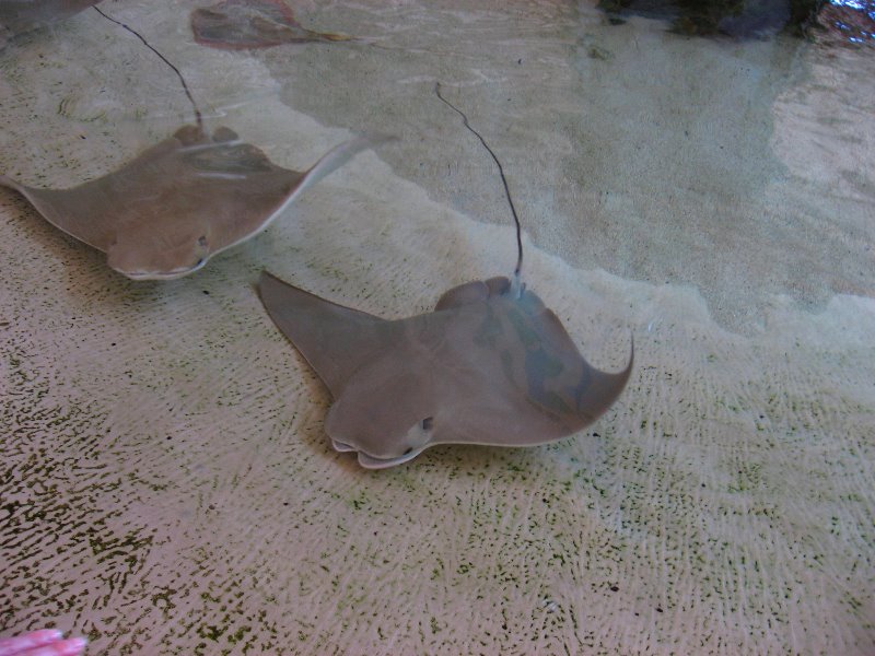 Mote-Marine-Aquarium-Sarasota-FL-068