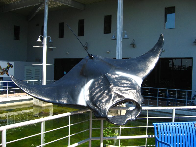 Mote-Marine-Aquarium-Sarasota-FL-071