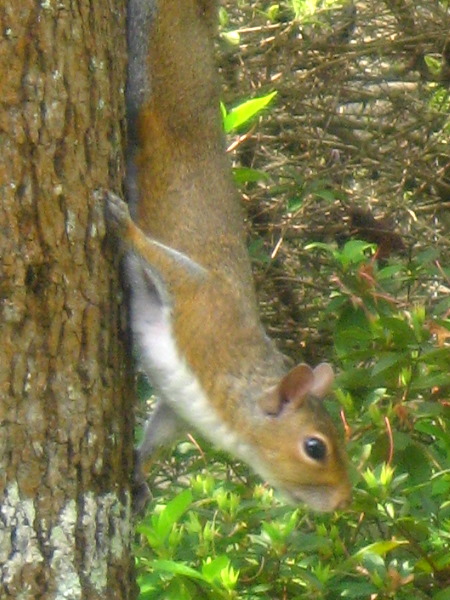 Baby-Squirrel-Care-005