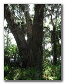 Palm-Point-Nature-Park-Newnans-Lake-Gainesville-FL-017