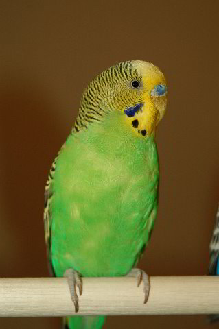 Parakeet-Pet-Birds-18.JPG