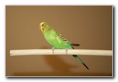 Parakeet-Pet-Birds-04