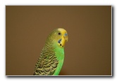 Parakeet-Pet-Birds-05