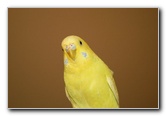 Parakeet-Pet-Birds-09
