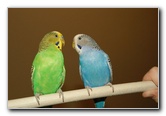 Parakeet-Pet-Birds-15