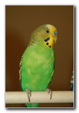 Parakeet-Pet-Birds-18