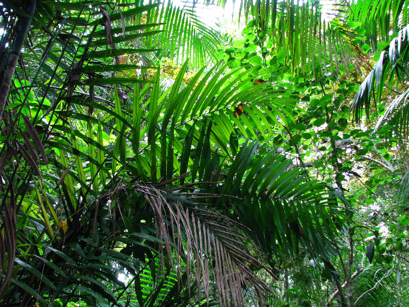 Parque-Natural-Metropolitano-Panama-City-076
