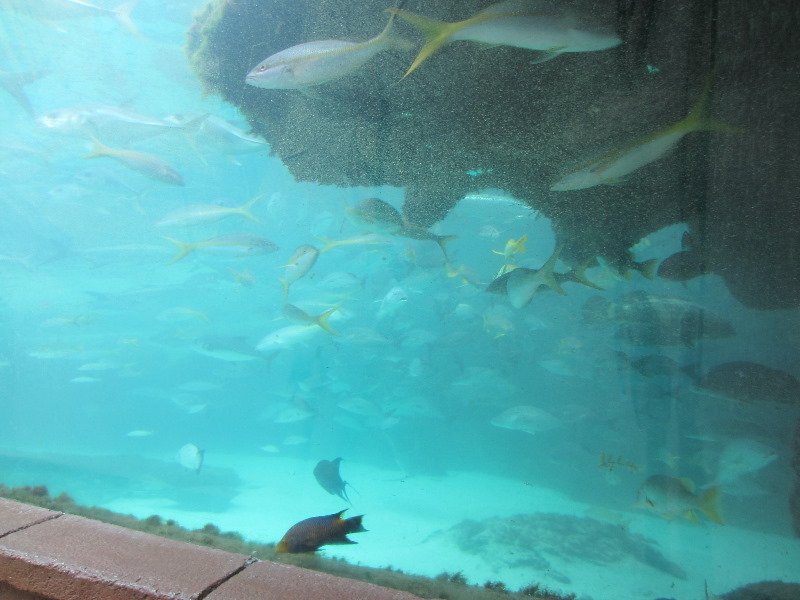 Predator-Lagoon-Underwater-Tunnel-Sharks-Atlantis-Bahamas-004