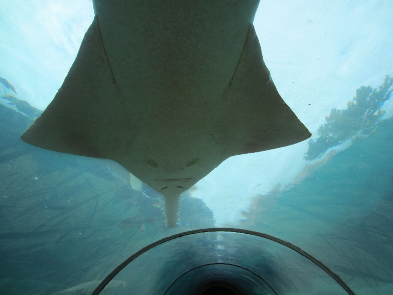 Predator-Lagoon-Underwater-Tunnel-Sharks-Atlantis-Bahamas-030