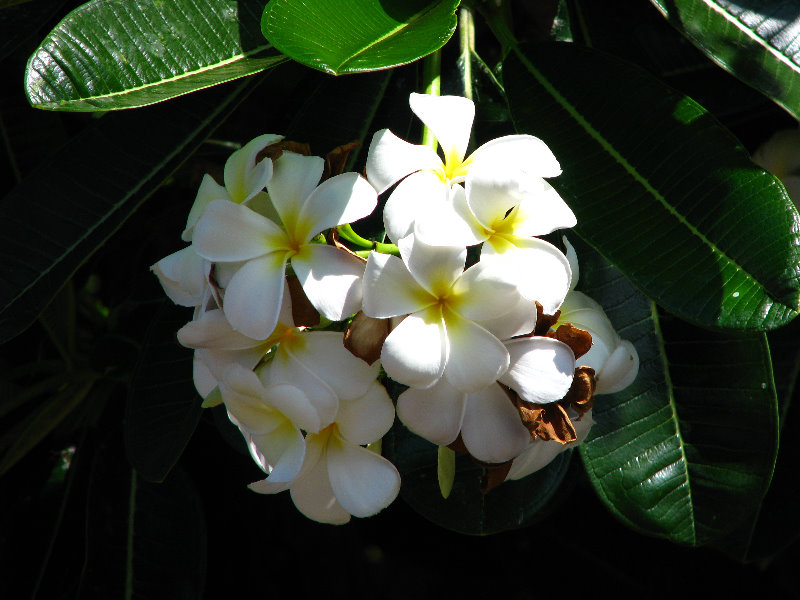 Pua-Mau-Place-Botanical-Garden-Kawaihae-Big-Island-Hawaii-003