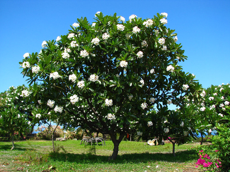 Pua-Mau-Place-Botanical-Garden-Kawaihae-Big-Island-Hawaii-028
