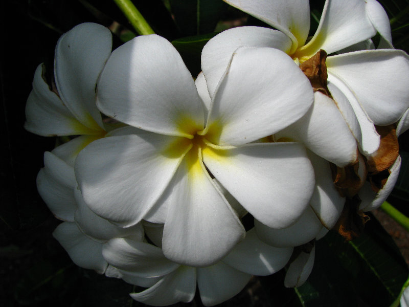 Pua-Mau-Place-Botanical-Garden-Kawaihae-Big-Island-Hawaii-032