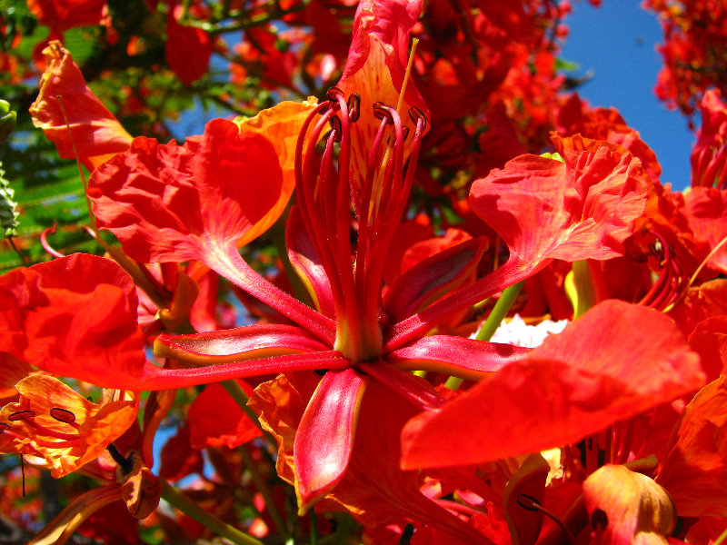 Pua-Mau-Place-Botanical-Garden-Kawaihae-Big-Island-Hawaii-064