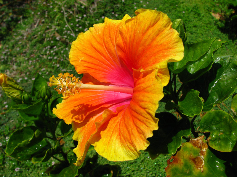 Pua-Mau-Place-Botanical-Garden-Kawaihae-Big-Island-Hawaii-090
