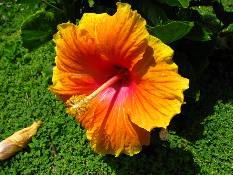 Pua-Mau-Place-Botanical-Garden-Kawaihae-Big-Island-Hawaii-091