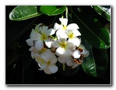 Pua-Mau-Place-Botanical-Garden-Kawaihae-Big-Island-Hawaii-003