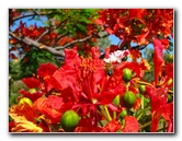 Pua-Mau-Place-Botanical-Garden-Kawaihae-Big-Island-Hawaii-063