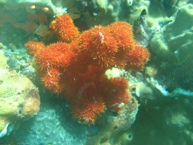 Rainbow-Reef-Scuba-Diving-Taveuni-Fiji-026