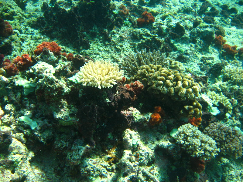 Rainbow-Reef-Scuba-Diving-Taveuni-Fiji-028