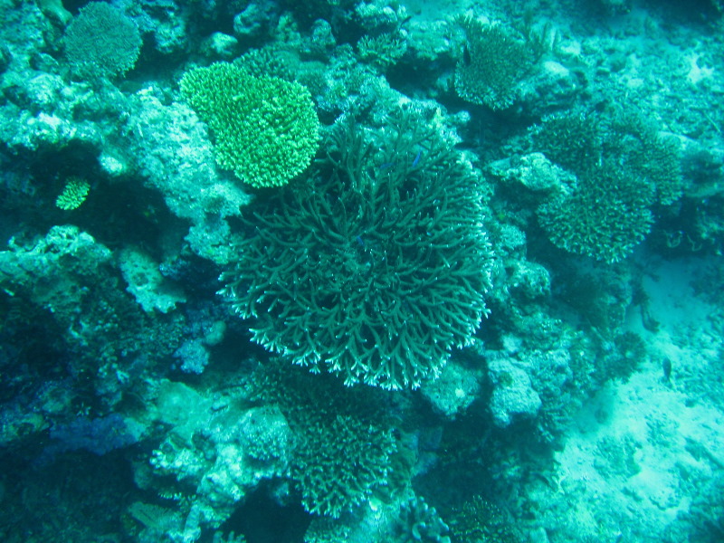 Rainbow-Reef-Scuba-Diving-Taveuni-Fiji-047