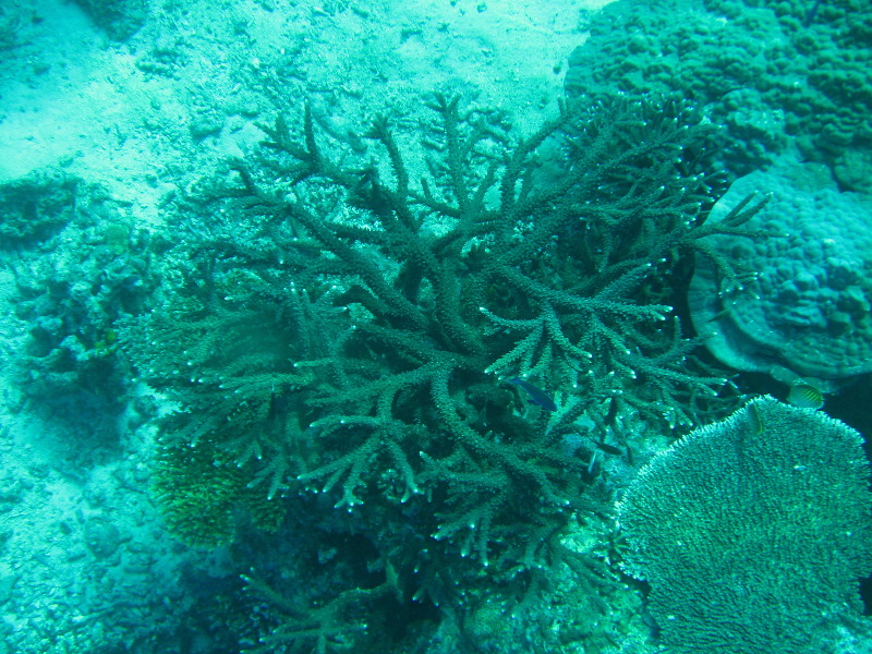 Rainbow-Reef-Scuba-Diving-Taveuni-Fiji-049