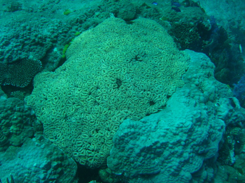 Rainbow-Reef-Scuba-Diving-Taveuni-Fiji-050