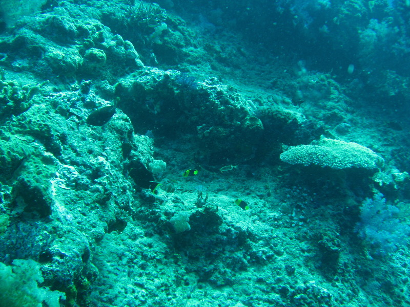 Rainbow-Reef-Scuba-Diving-Taveuni-Fiji-060