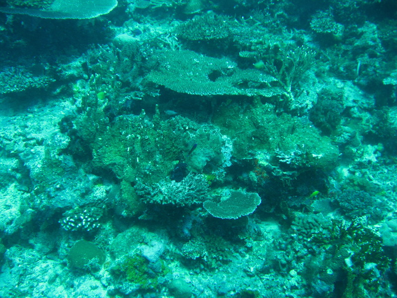 Rainbow-Reef-Scuba-Diving-Taveuni-Fiji-065
