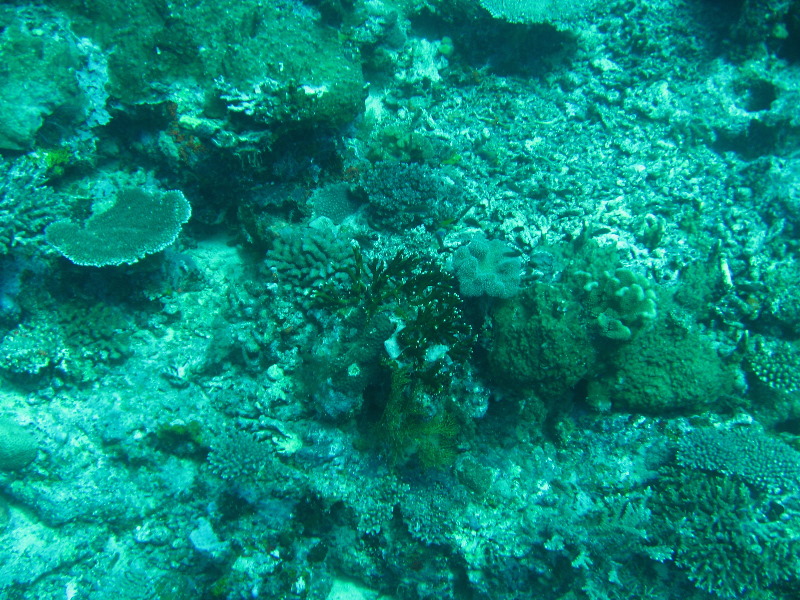 Rainbow-Reef-Scuba-Diving-Taveuni-Fiji-066
