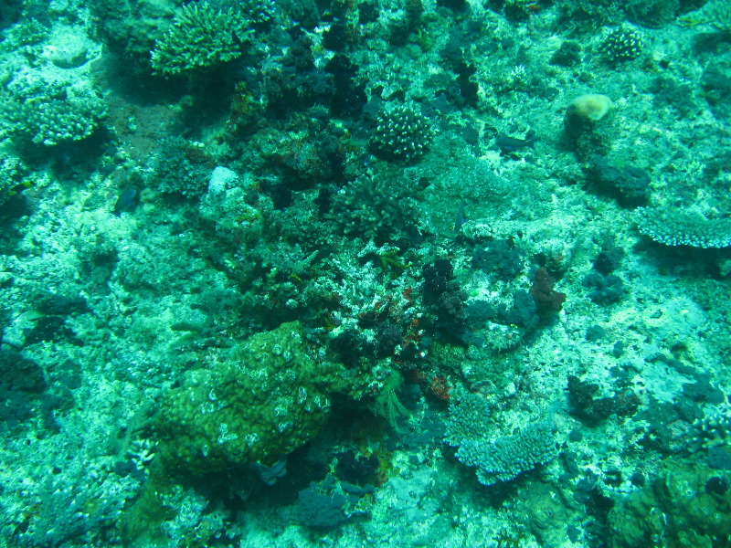 Rainbow-Reef-Scuba-Diving-Taveuni-Fiji-071