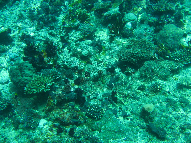 Rainbow-Reef-Scuba-Diving-Taveuni-Fiji-072