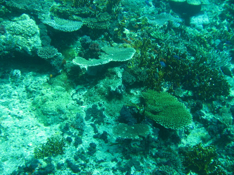 Rainbow-Reef-Scuba-Diving-Taveuni-Fiji-073
