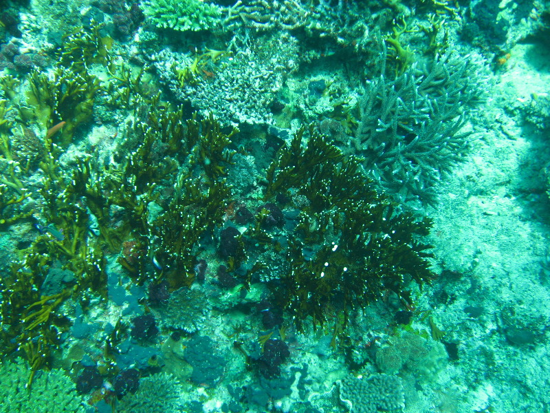 Rainbow-Reef-Scuba-Diving-Taveuni-Fiji-075