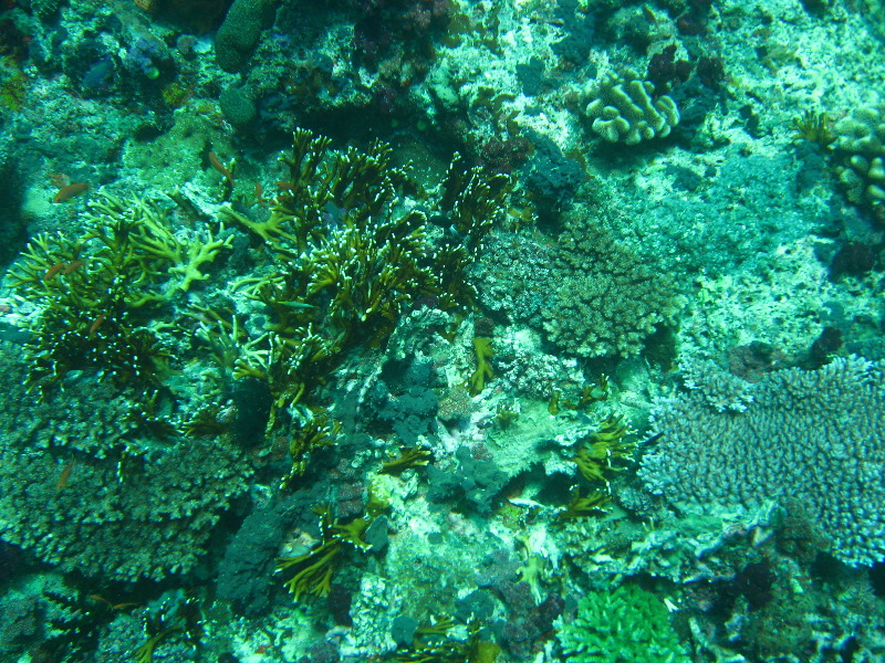 Rainbow-Reef-Scuba-Diving-Taveuni-Fiji-076