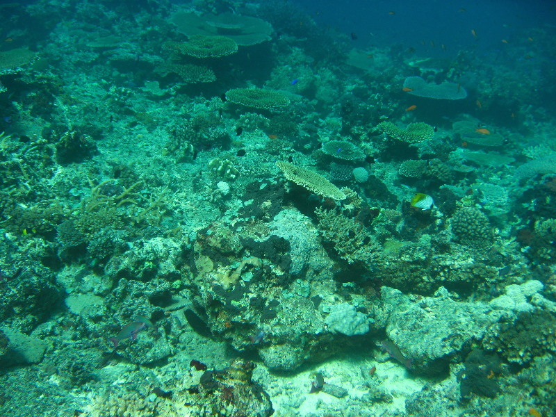 Rainbow-Reef-Scuba-Diving-Taveuni-Fiji-086