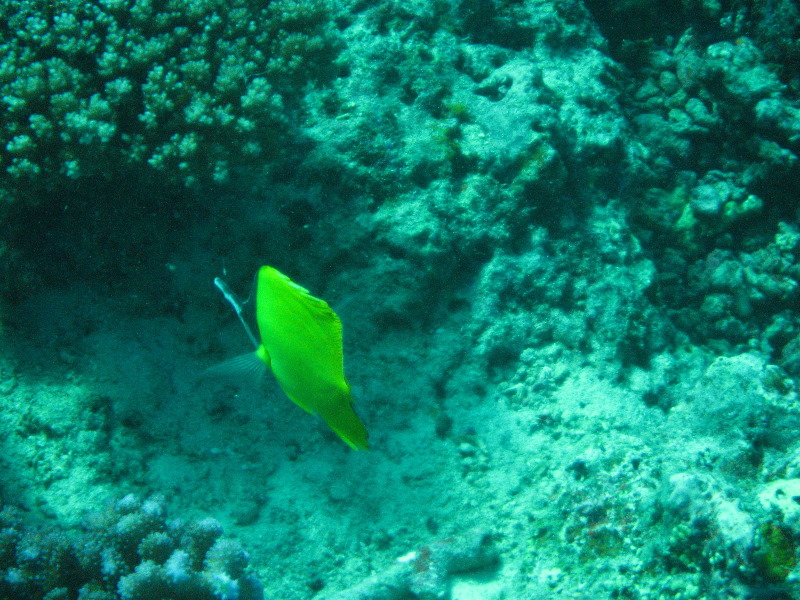 Rainbow-Reef-Scuba-Diving-Taveuni-Fiji-136