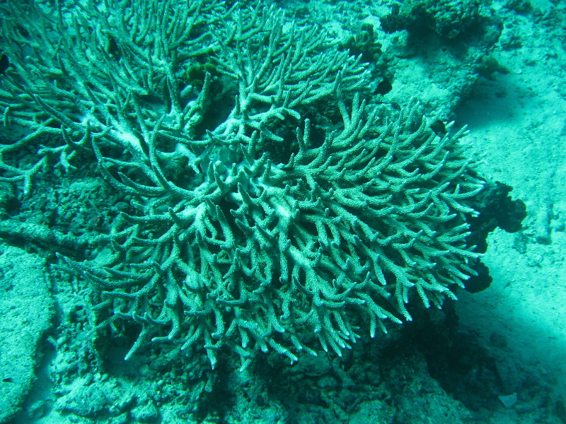 Rainbow-Reef-Scuba-Diving-Taveuni-Fiji-162