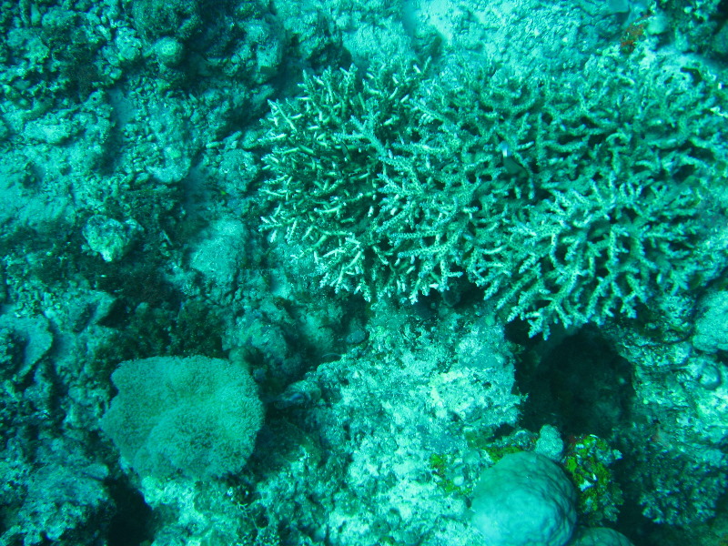 Rainbow-Reef-Scuba-Diving-Taveuni-Fiji-188