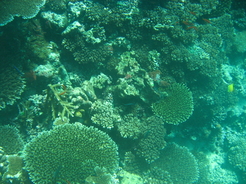 Rainbow-Reef-Scuba-Diving-Taveuni-Fiji-216